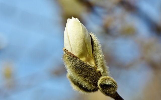 Comment tailler les arbres sur les lignes de démarcation