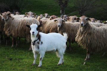 Costumes de mouton faits maison