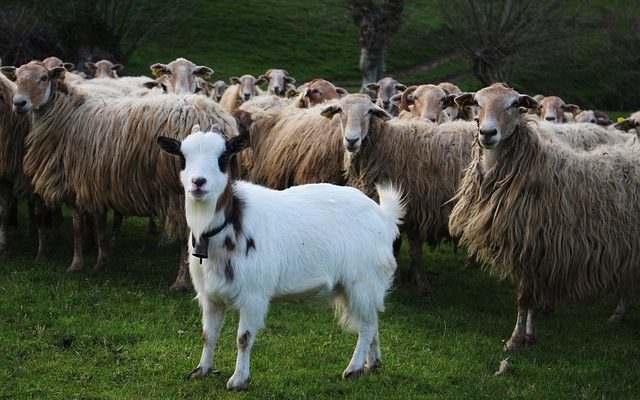 Costumes de mouton faits maison