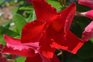 Cultiver la vigne de Mandevilla