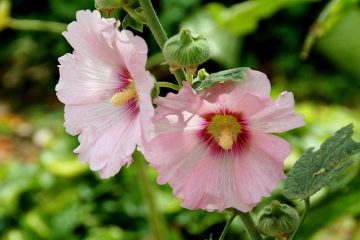 Des mauvaises herbes qui ressemblent à des roses trémières