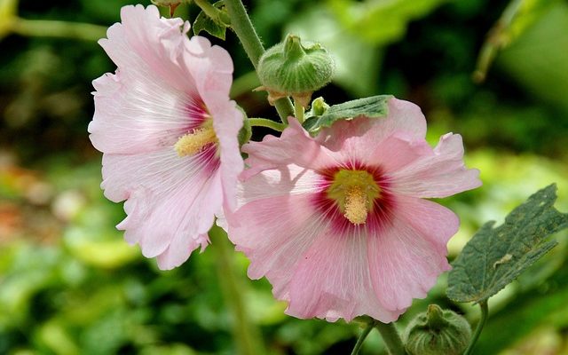 Des mauvaises herbes qui ressemblent à des roses trémières