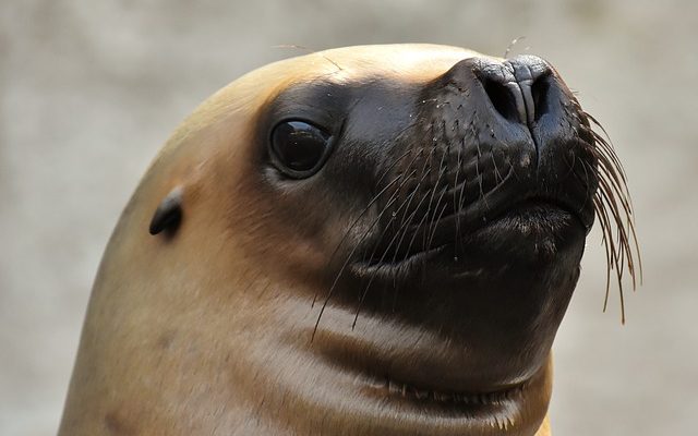 Idées pour la fête d'anniversaire des 75 ans de maman