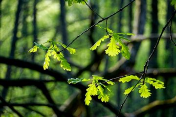 Identification des feuilles de l'arbre de jardin