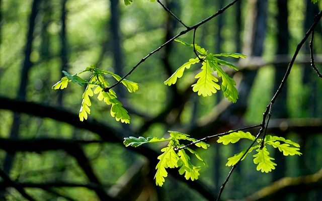 Identification des feuilles de l'arbre de jardin