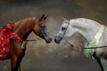 La toxicité des frênes pour les chevaux