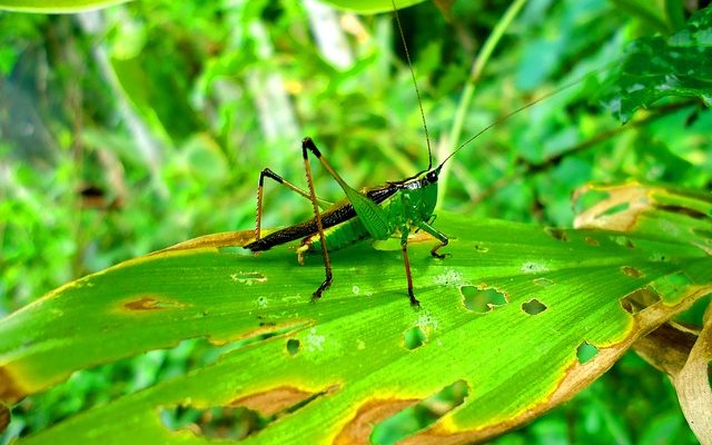 Les animaux en voie de disparition des biomes des forêts de feuillus.