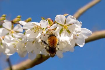 Les meilleures fleurs et arbres à planter pour les abeilles mellifères