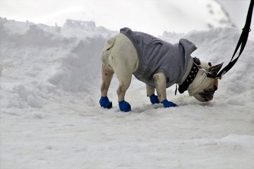 Les meilleures races de chiens de protection et de garde.