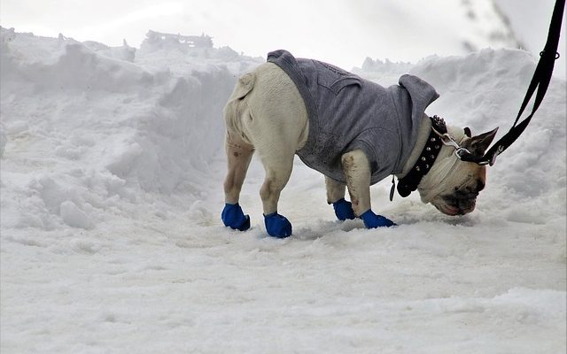 Les meilleures races de chiens de protection et de garde.