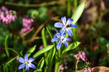 Les préoccupations en matière de santé liées à la consommation des graines Morning Glory Seeds