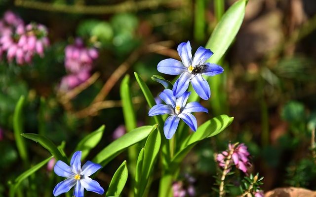 Les préoccupations en matière de santé liées à la consommation des graines Morning Glory Seeds