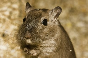 L'habitat naturel d'un hamster nain