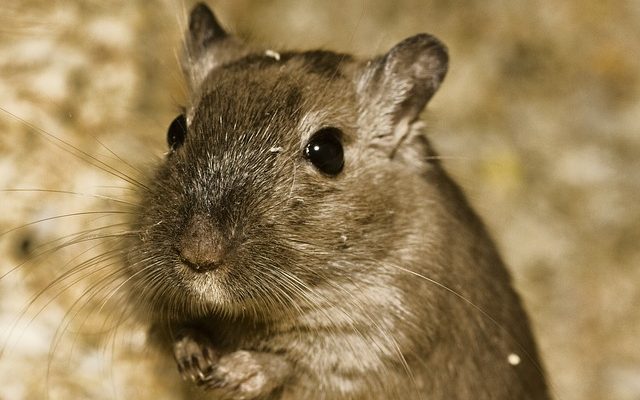 L'habitat naturel d'un hamster nain