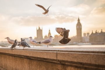 Liste des races de pigeons