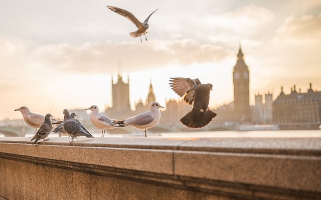 Liste des races de pigeons