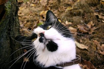 Pourquoi les chats aiment-ils que leur menton soit frotté ?