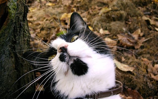 Pourquoi les chats aiment-ils que leur menton soit frotté ?