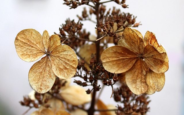 Quel spray d'étanchéité utilisez-vous sur les fleurs séchées ?