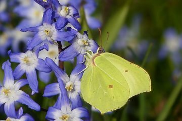 Quelles sont les adaptations pour la survie du papillon Morpho bleu ?