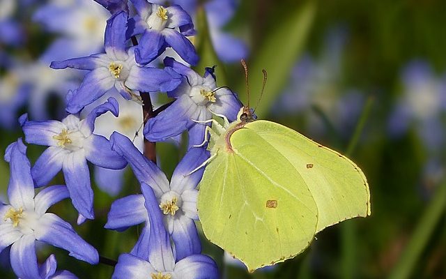 Quelles sont les adaptations pour la survie du papillon Morpho bleu ?