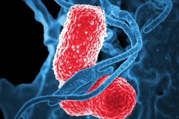 Qu'est-ce que l'agglutination de la WBC ?