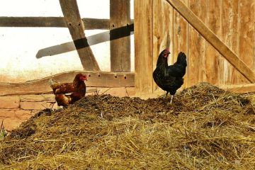 Qu'est-ce qu'on met dans un nichoir à poulets ?