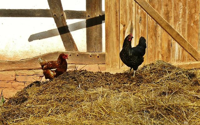 Qu'est-ce qu'on met dans un nichoir à poulets ?