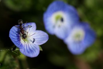 Raisons des démangeaisons aux pieds.