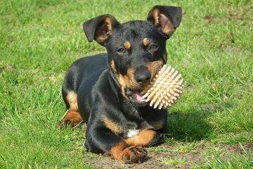 Raisons pour lesquelles un chien a les lèvres gonflées