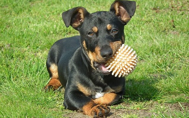 Raisons pour lesquelles un chien a les lèvres gonflées