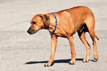 Remèdes à domicile pour la diarrhée canine