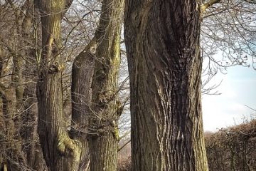 Remèdes pour les fissures dans les pieds