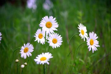 Shasta Daisy Propagation de marguerite