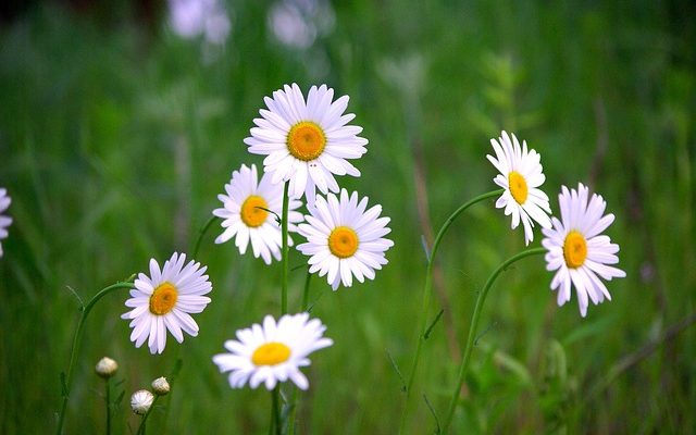 Shasta Daisy Propagation de marguerite