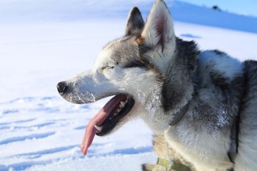 Signes d'accouchement chez une chienne enceinte