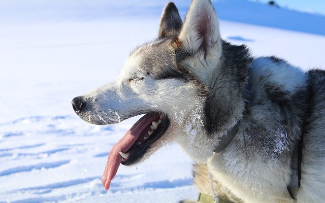 Signes d'accouchement chez une chienne enceinte