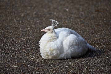 Symbolique du paon blanc