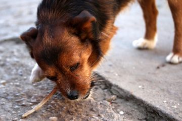 Traitements à domicile pour la diarrhée du chien, les vomissements et la perte d'appétit.