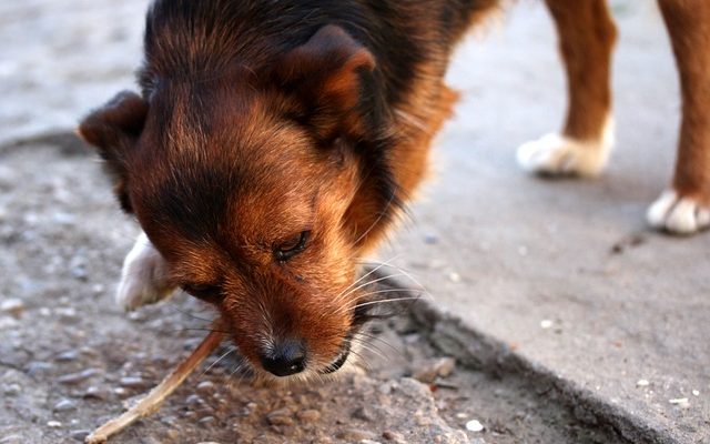 Traitements à domicile pour la diarrhée du chien, les vomissements et la perte d'appétit.