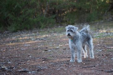 Un bon toilettage pour un schnoodle