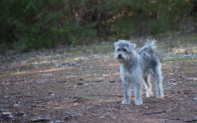 Un bon toilettage pour un schnoodle