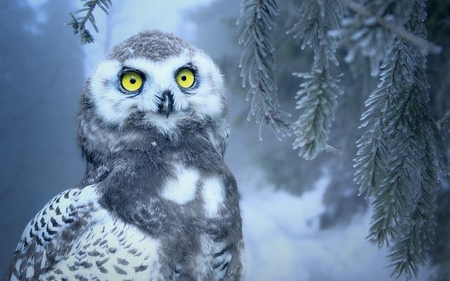 Un remède naturel contre la cataracte pour les chiens