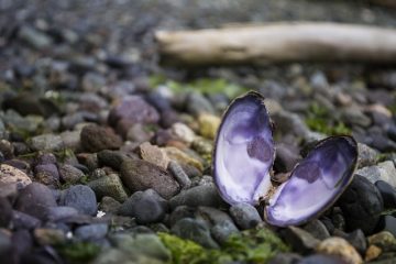 Une liste de poissons pélagiques