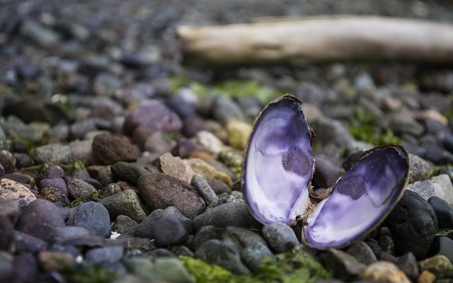 Une liste de poissons pélagiques