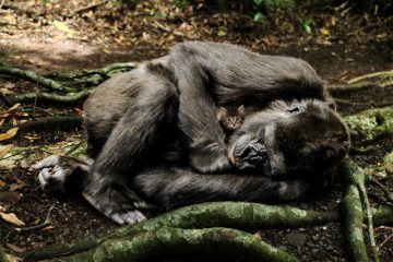 Activités pour enfants sur le thème de la jungle