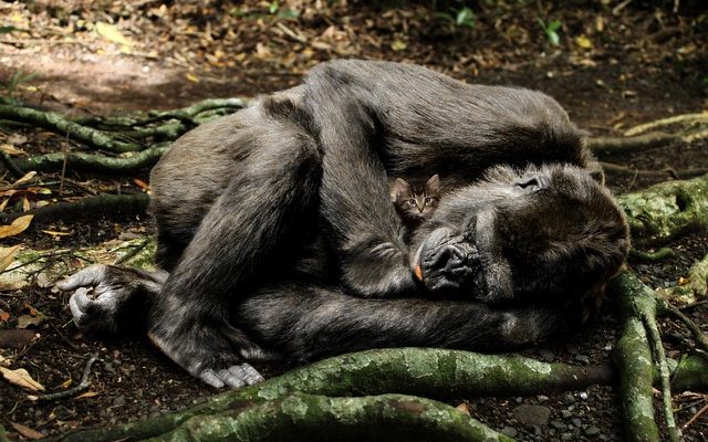 Activités pour enfants sur le thème de la jungle