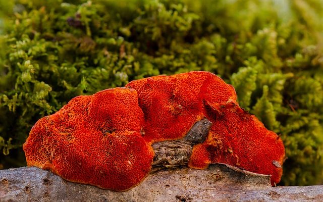 Avantages et effets secondaires des champignons reishi