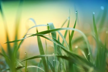 Avantages et inconvénients de la collecte de l'eau de pluie