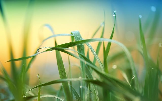 Avantages et inconvénients de la collecte de l'eau de pluie